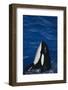 Killer Whale Spyhopping-DLILLC-Framed Photographic Print