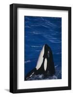 Killer Whale Spyhopping-DLILLC-Framed Photographic Print