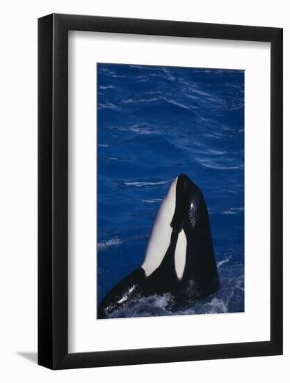 Killer Whale Spyhopping-DLILLC-Framed Photographic Print