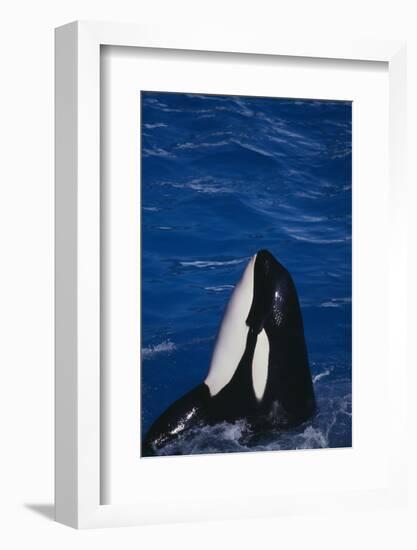 Killer Whale Spyhopping-DLILLC-Framed Photographic Print