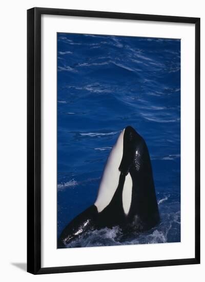 Killer Whale Spyhopping-DLILLC-Framed Photographic Print