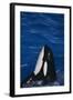 Killer Whale Spyhopping-DLILLC-Framed Photographic Print