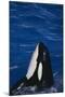 Killer Whale Spyhopping-DLILLC-Mounted Photographic Print