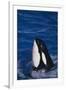 Killer Whale Spyhopping-DLILLC-Framed Photographic Print