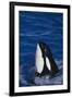 Killer Whale Spyhopping-DLILLC-Framed Photographic Print