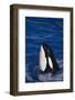 Killer Whale Spyhopping-DLILLC-Framed Photographic Print