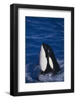 Killer Whale Spyhopping-DLILLC-Framed Photographic Print