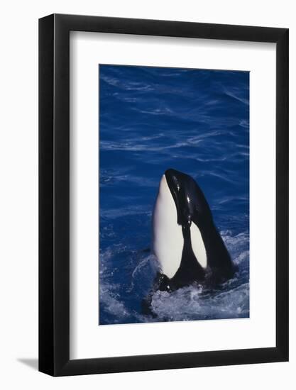 Killer Whale Spyhopping-DLILLC-Framed Photographic Print