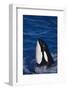 Killer Whale Spyhopping-DLILLC-Framed Photographic Print