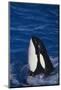 Killer Whale Spyhopping-DLILLC-Mounted Photographic Print