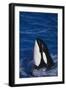 Killer Whale Spyhopping-DLILLC-Framed Photographic Print