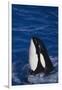 Killer Whale Spyhopping-DLILLC-Framed Photographic Print