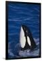 Killer Whale Spyhopping-DLILLC-Framed Photographic Print