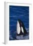 Killer Whale Spyhopping-DLILLC-Framed Photographic Print