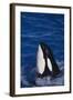 Killer Whale Spyhopping-DLILLC-Framed Photographic Print