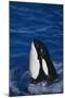 Killer Whale Spyhopping-DLILLC-Mounted Photographic Print