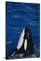 Killer Whale Spyhopping-DLILLC-Stretched Canvas