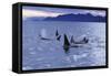 Killer Whale Traveling Through the Montague-null-Framed Stretched Canvas