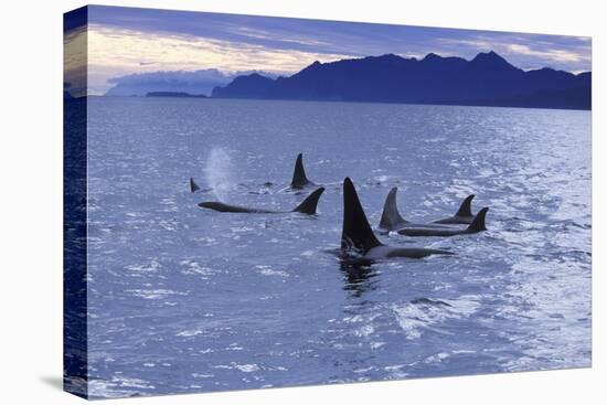 Killer Whale Traveling Through the Montague-null-Stretched Canvas