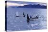 Killer Whale Traveling Through the Montague-null-Stretched Canvas