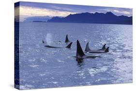 Killer Whale Traveling Through the Montague-null-Stretched Canvas