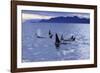 Killer Whale Traveling Through the Montague-null-Framed Photographic Print