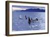 Killer Whale Traveling Through the Montague-null-Framed Photographic Print