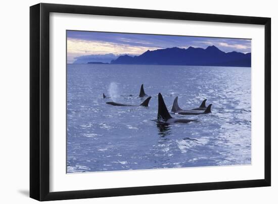 Killer Whale Traveling Through the Montague-null-Framed Photographic Print