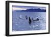 Killer Whale Traveling Through the Montague-null-Framed Photographic Print