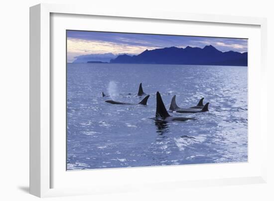 Killer Whale Traveling Through the Montague-null-Framed Photographic Print