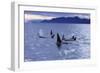 Killer Whale Traveling Through the Montague-null-Framed Photographic Print