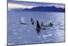 Killer Whale Traveling Through the Montague-null-Mounted Photographic Print