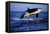 Killer Whale-null-Framed Stretched Canvas