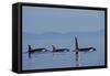 Killer Whale-null-Framed Stretched Canvas