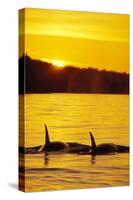 Killer Whale-null-Stretched Canvas