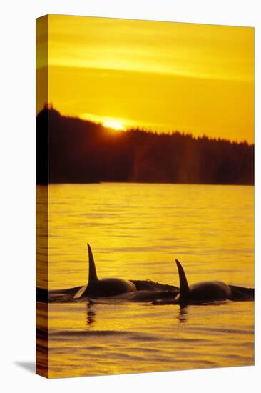 Killer Whale-null-Stretched Canvas