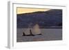 Killer Whale-null-Framed Photographic Print