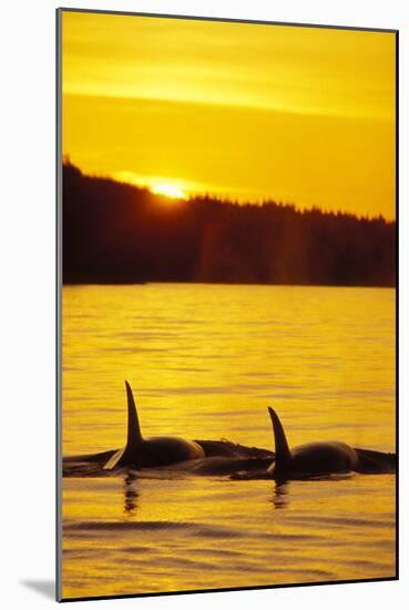 Killer Whale-null-Mounted Photographic Print