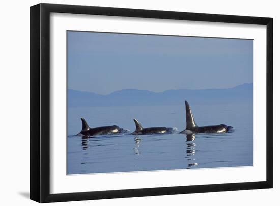 Killer Whale-null-Framed Photographic Print