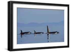 Killer Whale-null-Framed Photographic Print