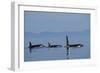 Killer Whale-null-Framed Photographic Print