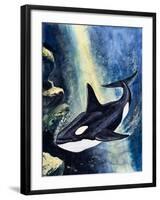 Killer Whale-G. W Backhouse-Framed Giclee Print