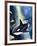 Killer Whale-G. W Backhouse-Framed Giclee Print