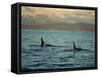 Killer Whales Research, Wintertime, Tysfjord, Arctic, Norway, Scandinavia, Europe-Dominic Harcourt-webster-Framed Stretched Canvas