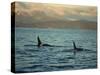 Killer Whales Research, Wintertime, Tysfjord, Arctic, Norway, Scandinavia, Europe-Dominic Harcourt-webster-Stretched Canvas