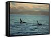 Killer Whales Research, Wintertime, Tysfjord, Arctic, Norway, Scandinavia, Europe-Dominic Harcourt-webster-Framed Stretched Canvas