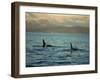 Killer Whales Research, Wintertime, Tysfjord, Arctic, Norway, Scandinavia, Europe-Dominic Harcourt-webster-Framed Photographic Print