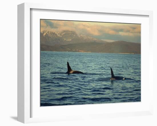 Killer Whales Research, Wintertime, Tysfjord, Arctic, Norway, Scandinavia, Europe-Dominic Harcourt-webster-Framed Photographic Print