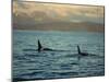 Killer Whales Research, Wintertime, Tysfjord, Arctic, Norway, Scandinavia, Europe-Dominic Harcourt-webster-Mounted Photographic Print