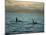 Killer Whales Research, Wintertime, Tysfjord, Arctic, Norway, Scandinavia, Europe-Dominic Harcourt-webster-Mounted Photographic Print